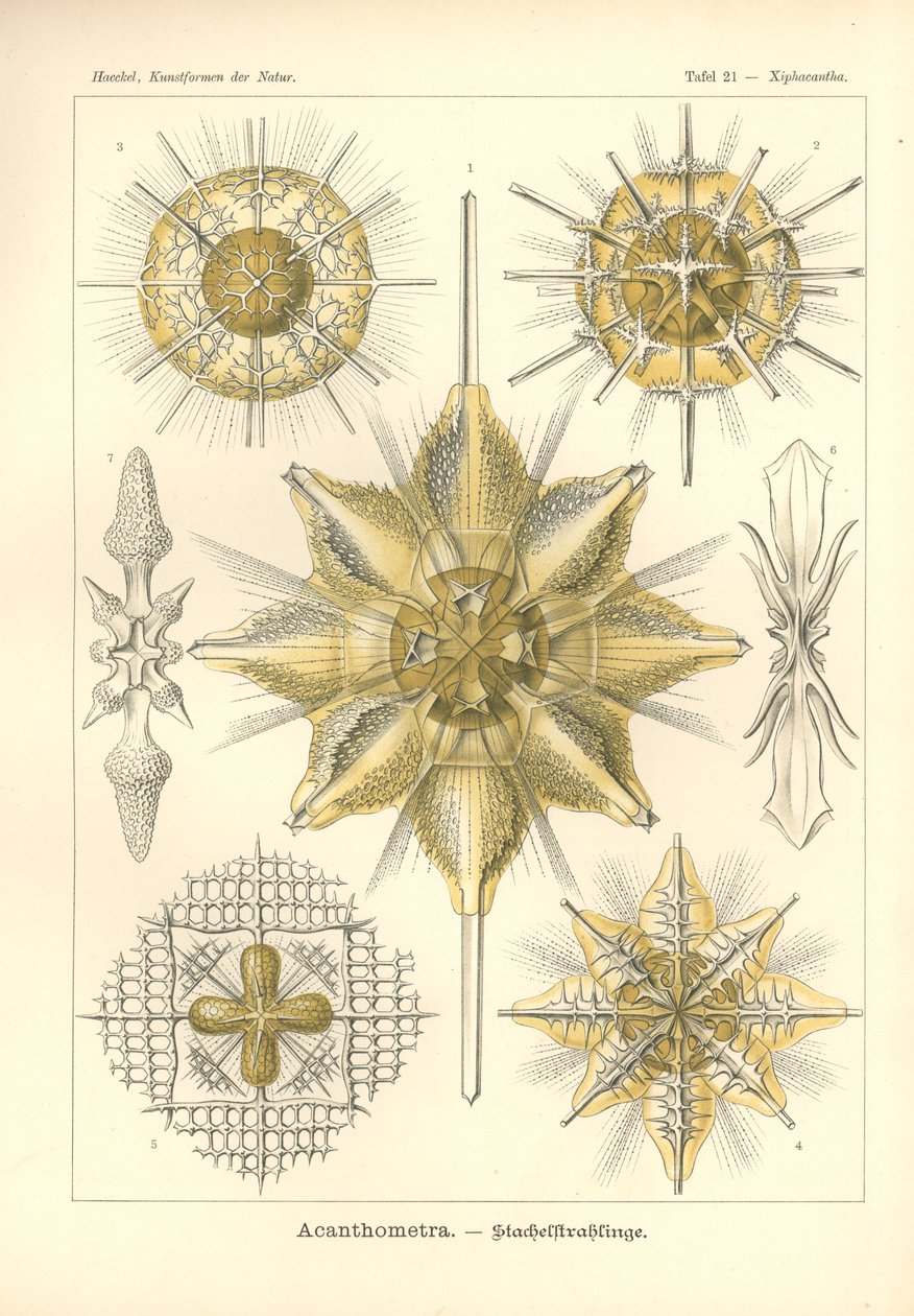 Acanthometra - Stachelstrahlinge, Plate 21 from 
