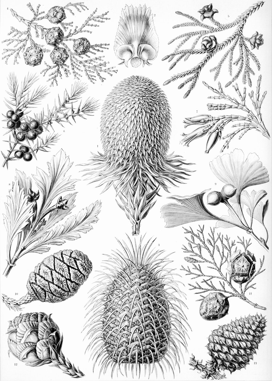Examples of Coniferae from 
