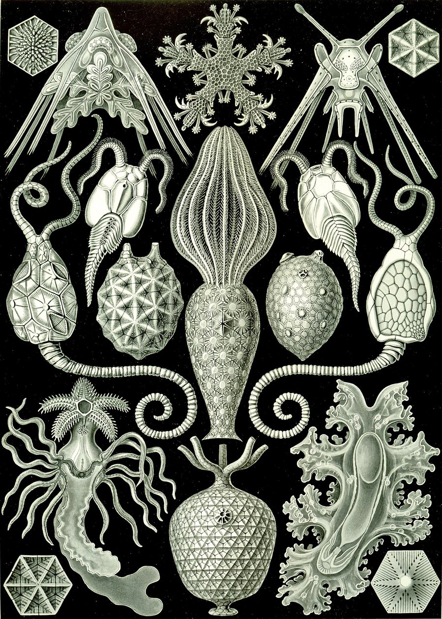 Illustration of Amphoridea from 