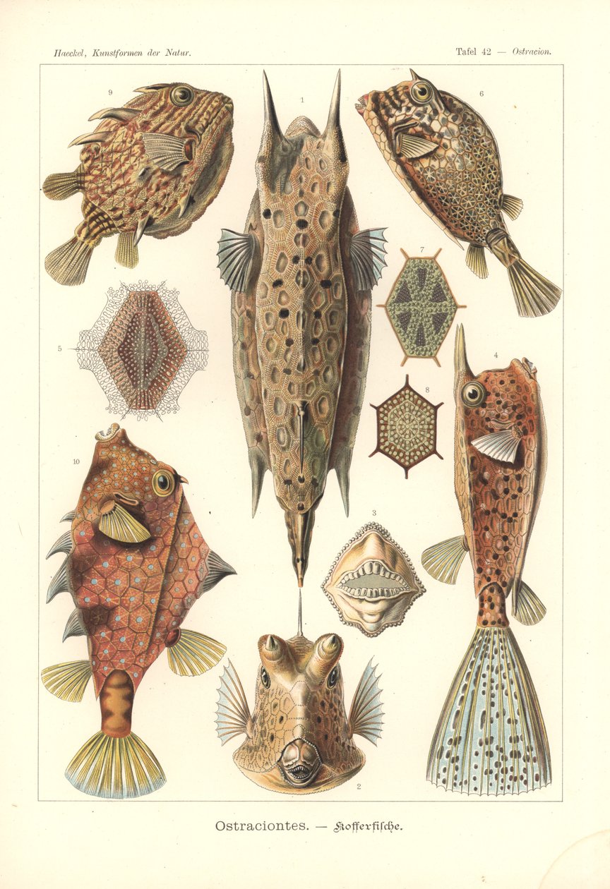 Ostracion - teleosts, Plate 42 from 