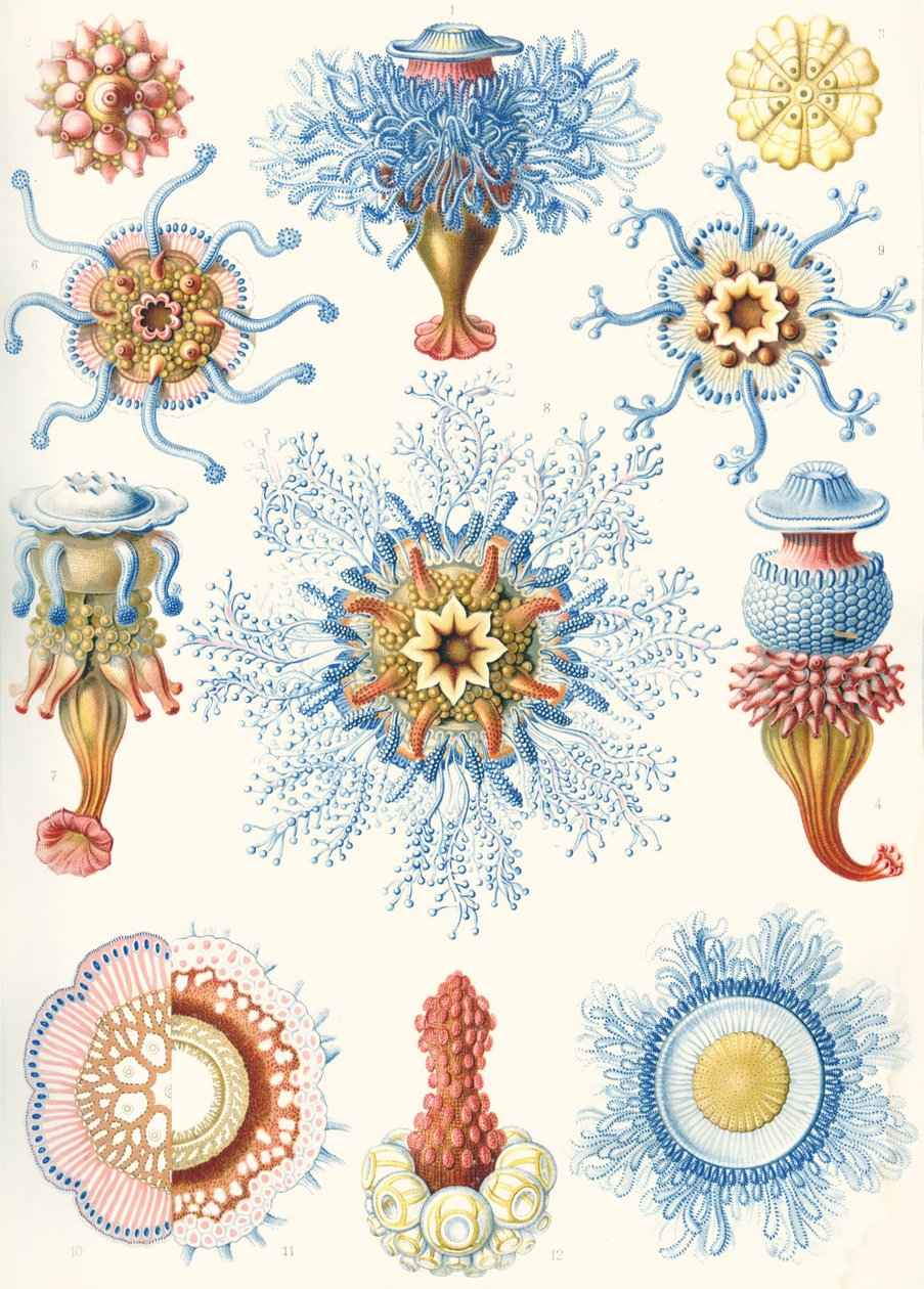 Examples of Siphonophorae from 'Kunstformen der Natur'