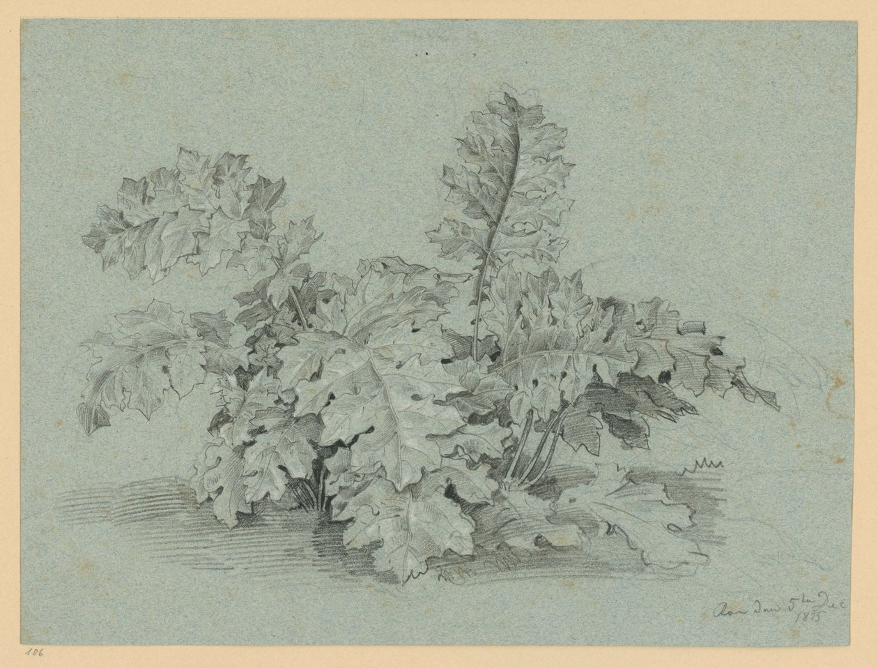 Acanthus Plant by Ernst Fries