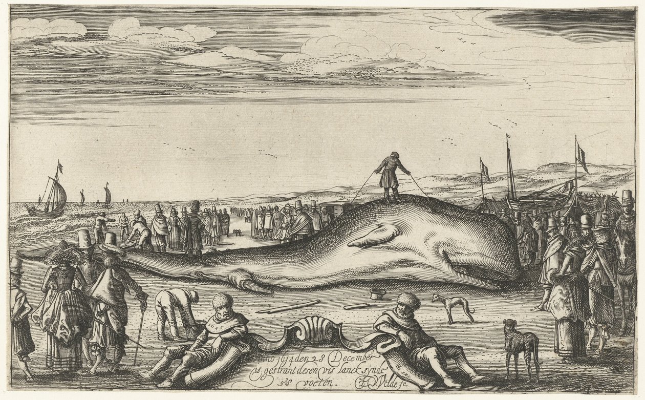 Stranded Sperm Whale on the Beach at Noordwijk, 1614 by Esaias van de Velde