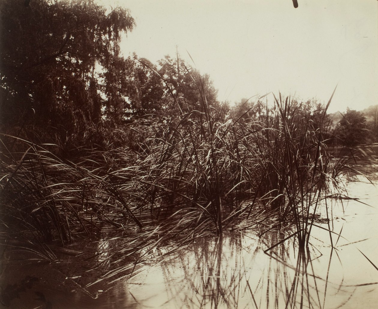 Reeds, Plessis-Piquet Pond by Eugène Atget