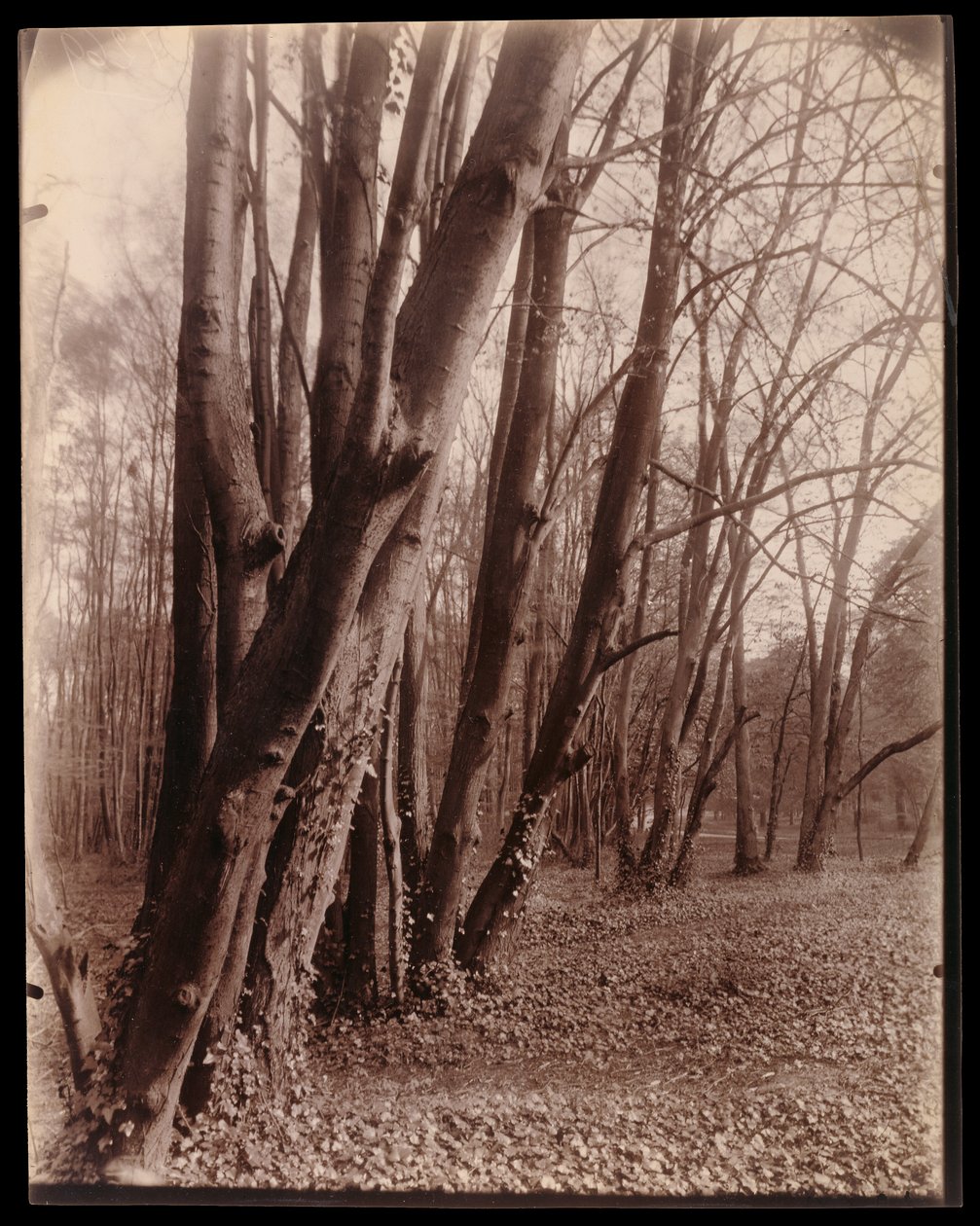 The Park at Saint-Cloud by Eugène Atget