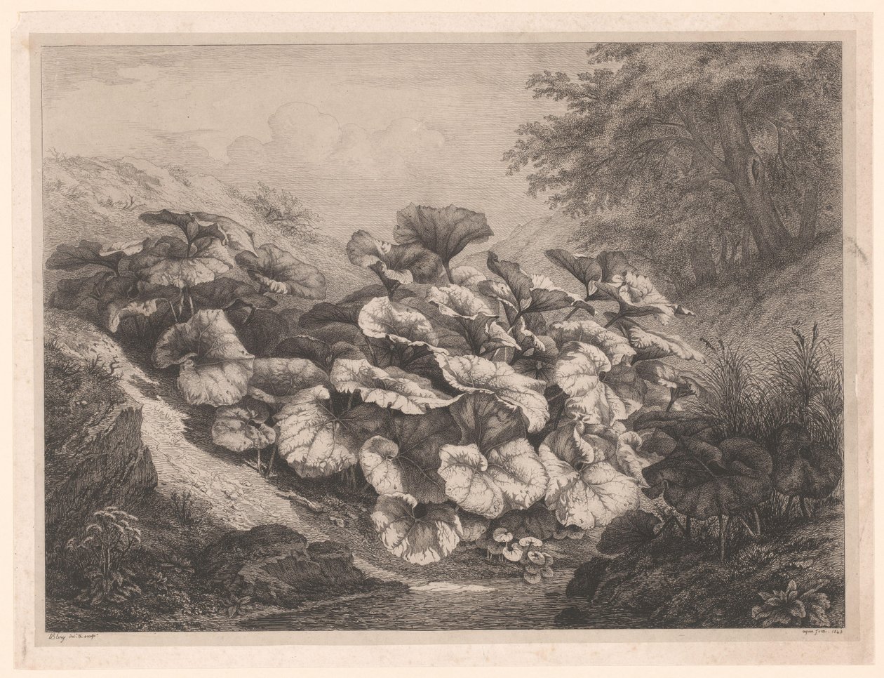 Great Coltsfoot by Eugene Bléry