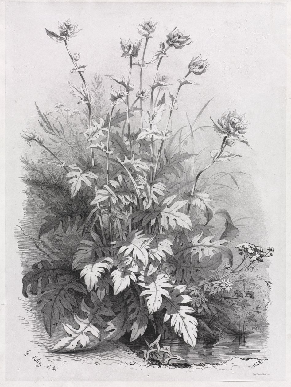 Groups of Various Plants Drawn After Nature: No. 7 by Eugene Bléry
