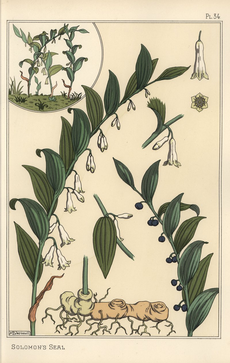 Botanical illustration of Solomon