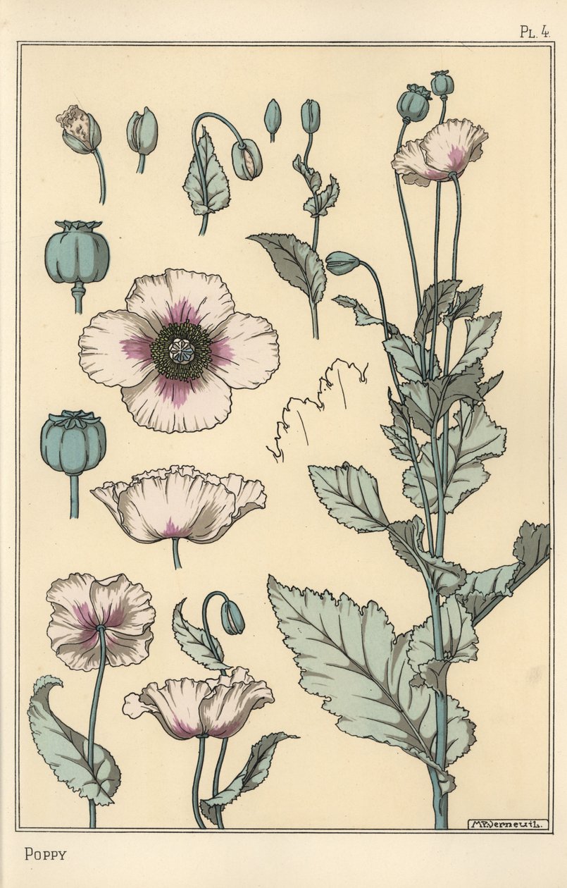 Botanical Illustration of the Poppy, with Flower Parts, Opium Pod by Eugene Grasset