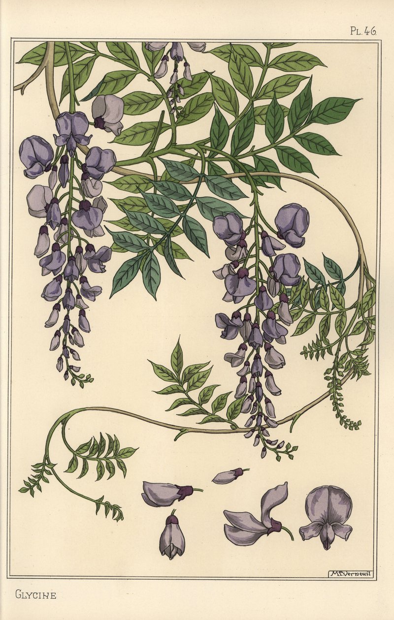 Glycine botanical study by Eugene Grasset