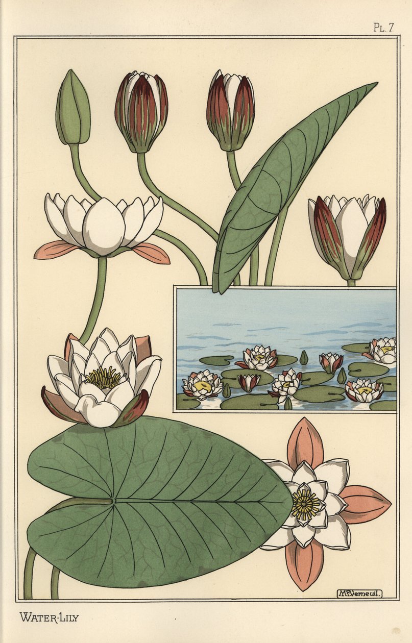 The Water Lily, Nelumbo lutea, and Flower Parts by Eugene Grasset
