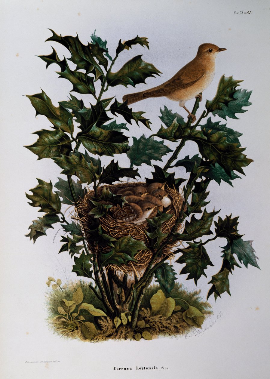 Garden Warbler (Sylvia hortensis), engraving from Natural History of Birds that nest in Lombardy, by Eugenio Bettoni by Eugenio Bettoni, Oscar Dressler