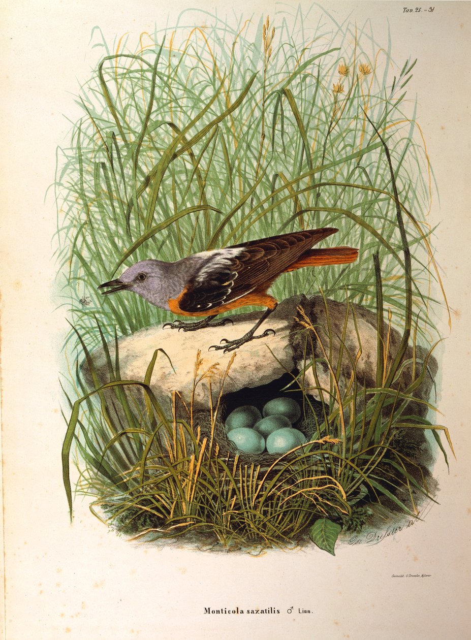 Illustration from Eugenio Bettoni