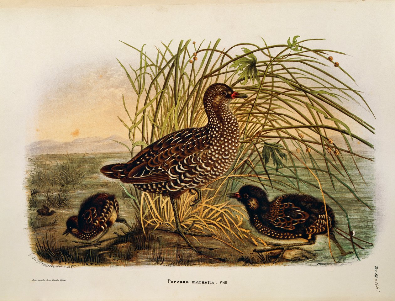 Illustration from Eugenio Bettoni