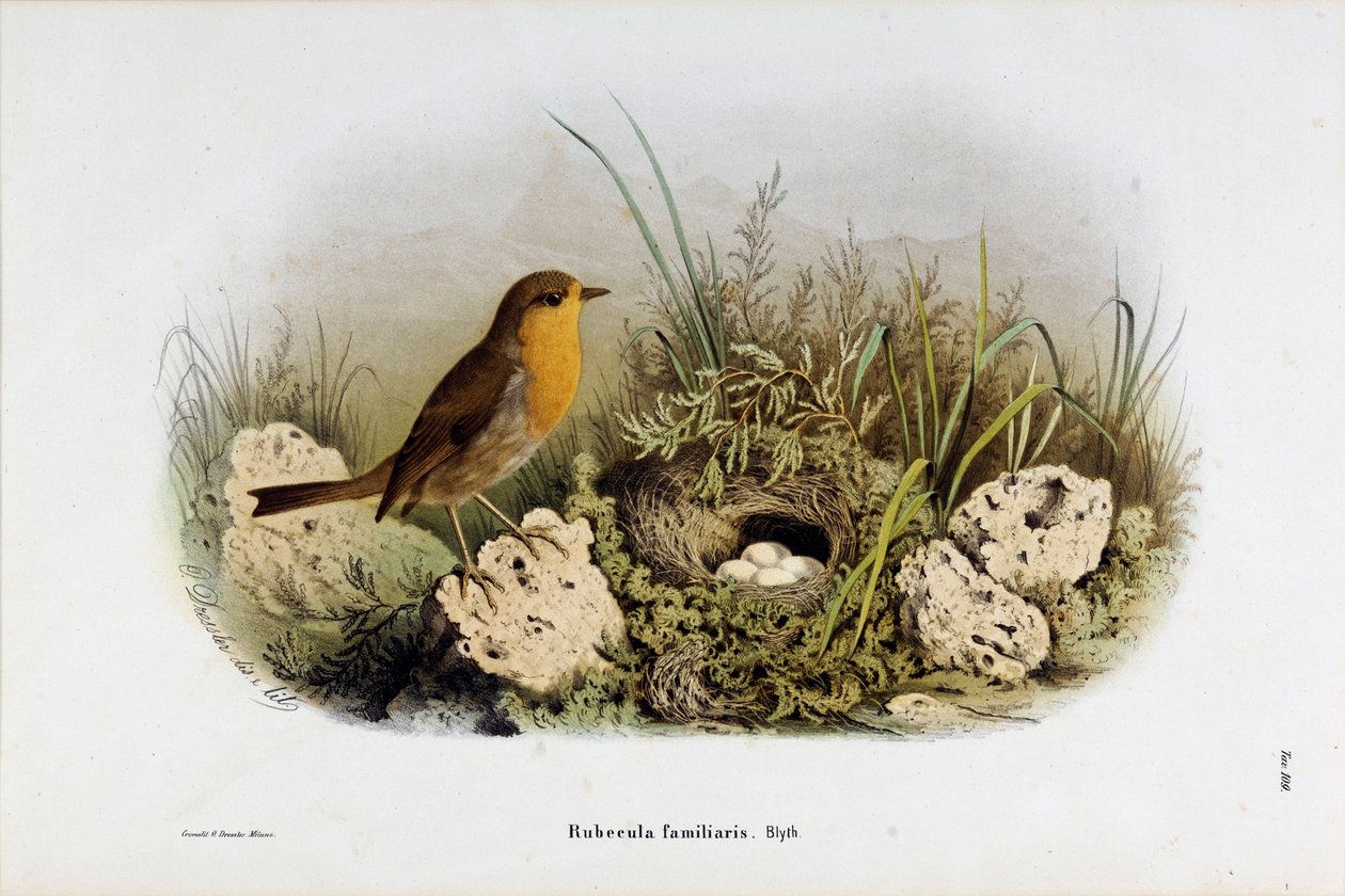 Representation of Red Gorge (Rubecula familiaris) by Eugenio and Dressler Oscar  Bettoni