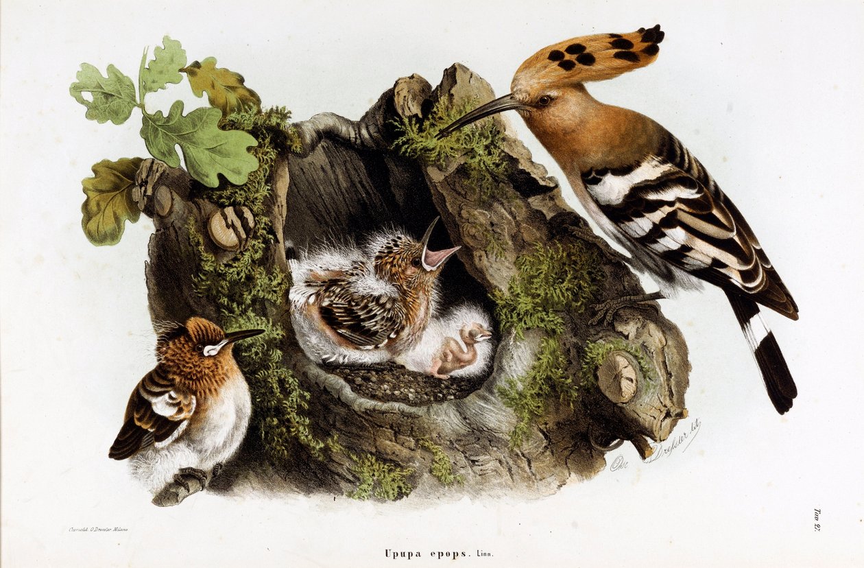 Representation of the Huppe fasciee (Upupa epops) (Hoopoe) (Chromolithography by Eugenio and Dressler Oscar  Bettoni