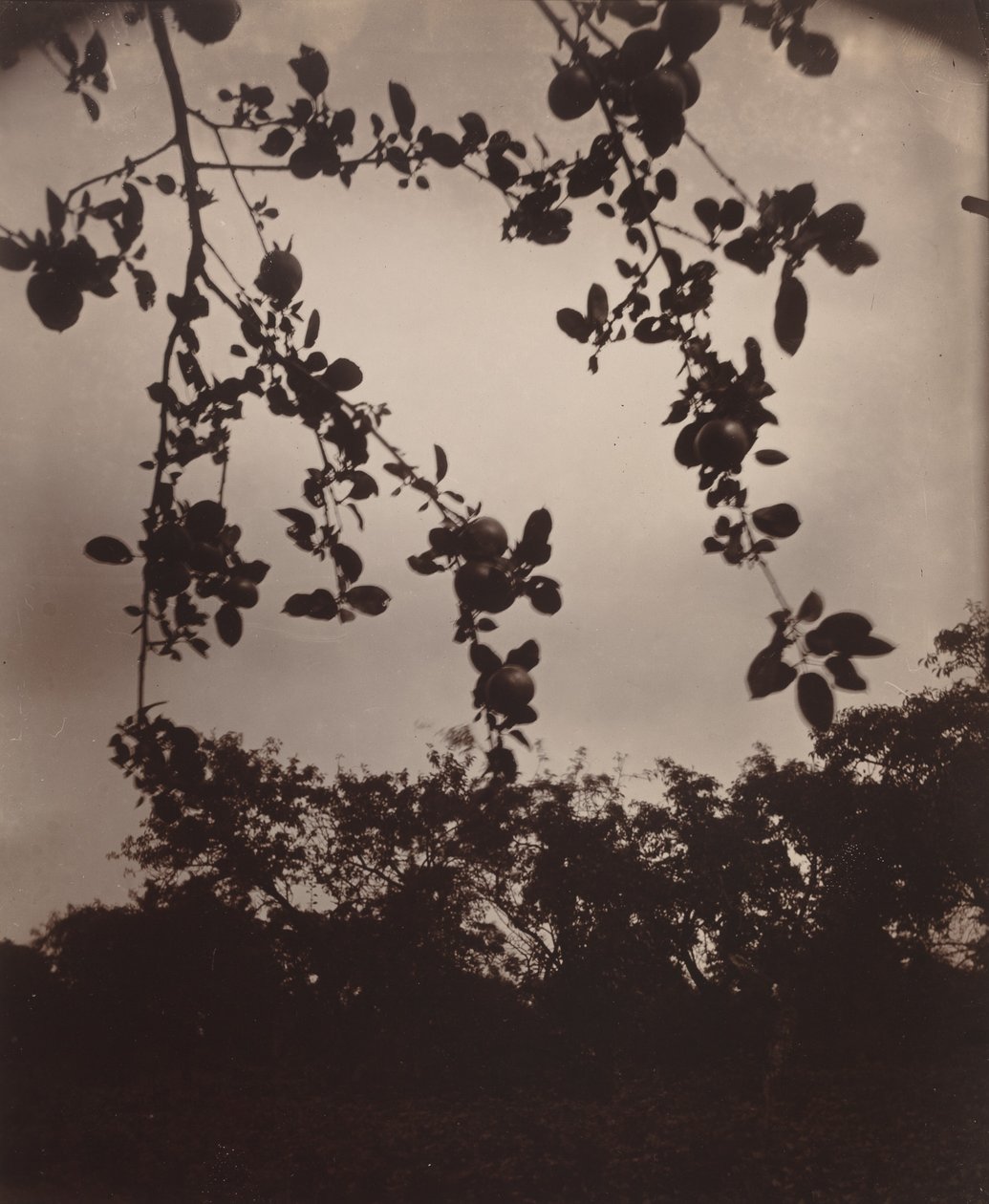 Apple Tree Branch by Eugène Atget