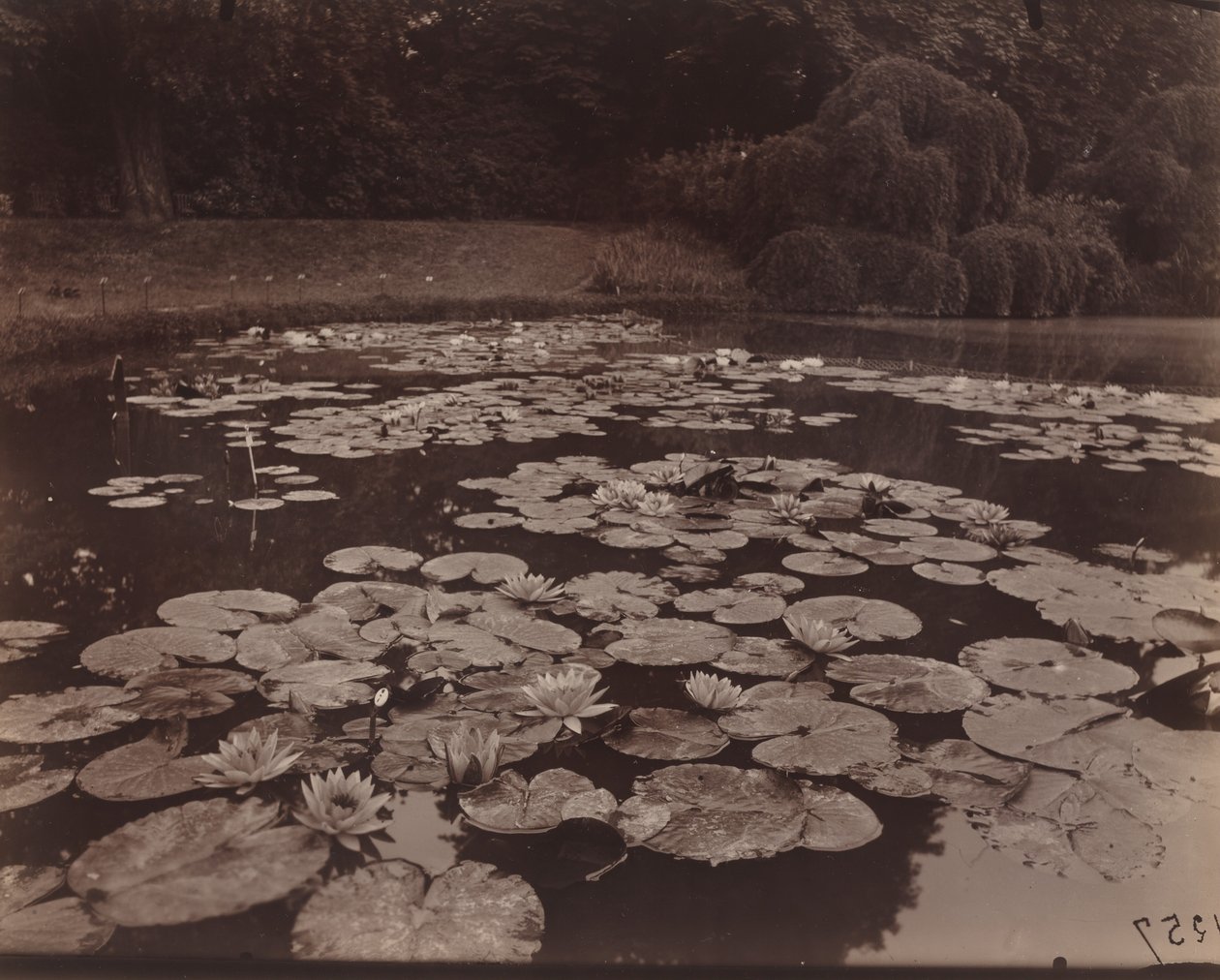 Water Lilies (Bagatelle) by Eugène Atget