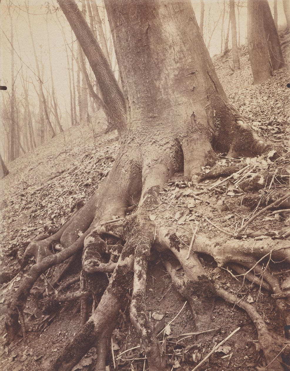 Trees and Roots by Eugène Atget
