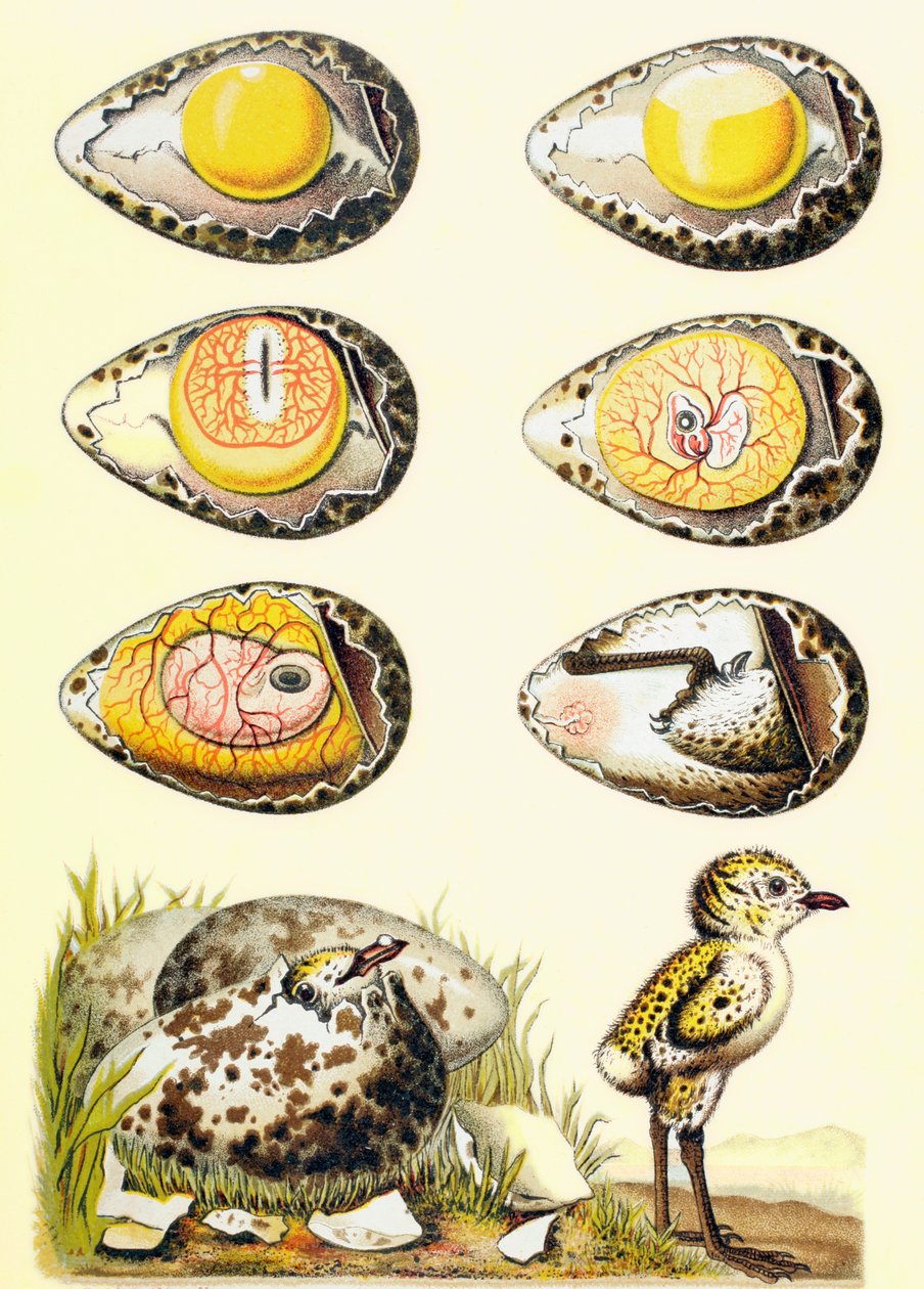 Evolution of a Chicken Within an Egg, and a Chicken Recently Emerged from the Egg by European School