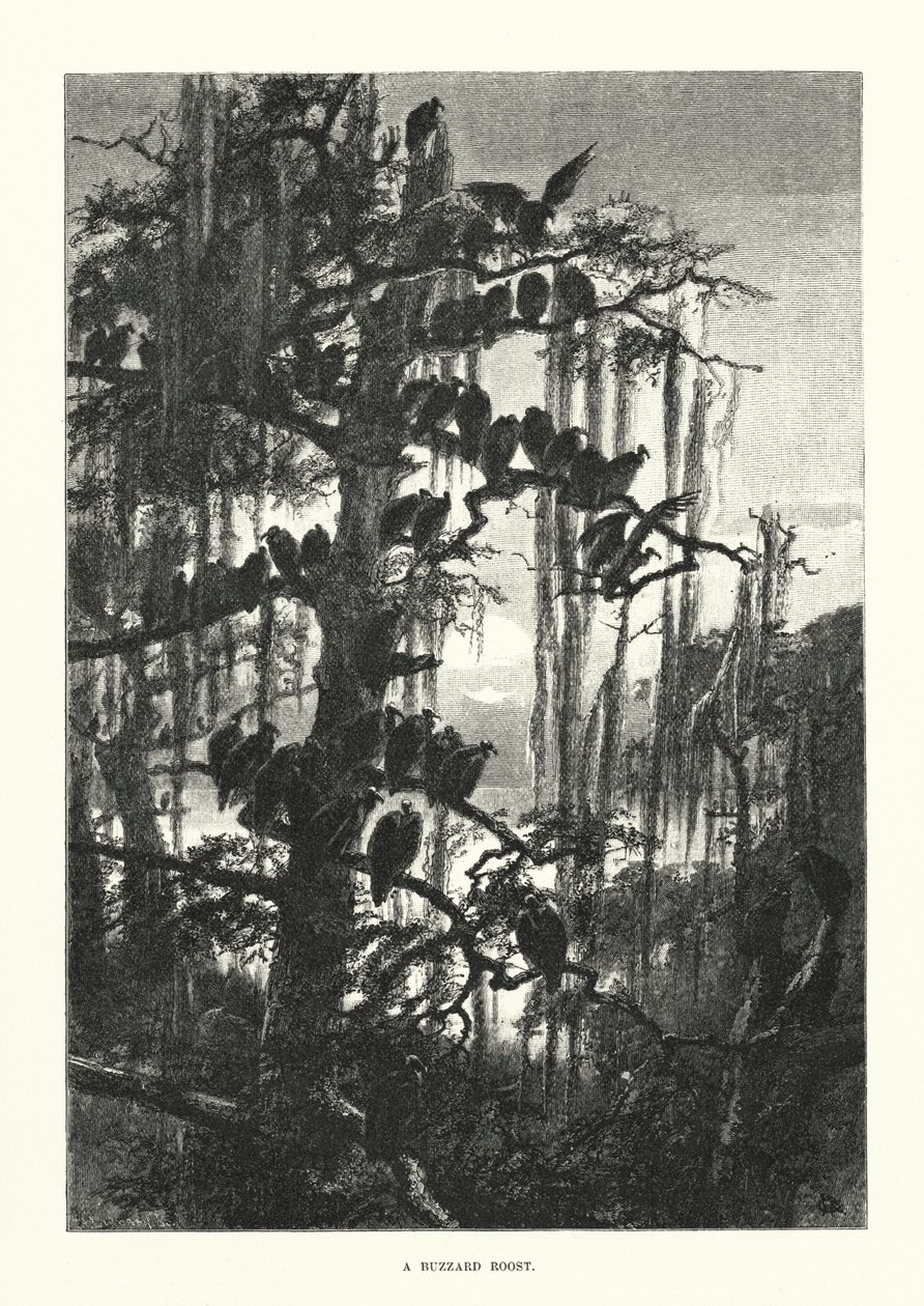 A Buzzard Roost by European School