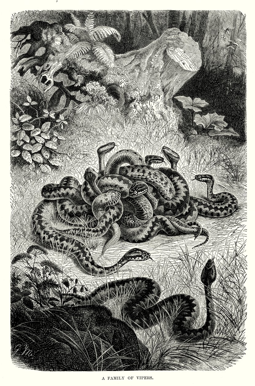 A Family of Vipers by European School