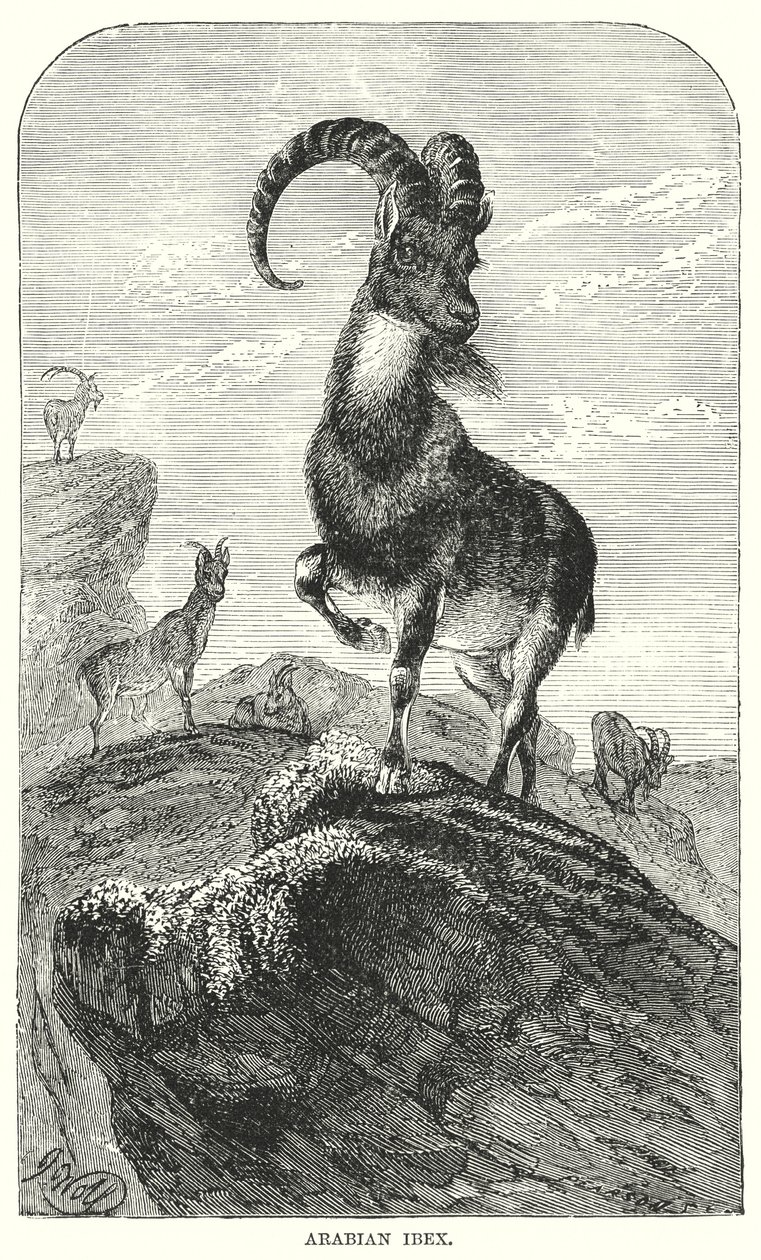 Arabian Ibex by European School