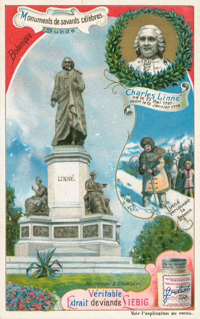 Carl Linnaeus, Liebig Card, Early 20th Century by European School