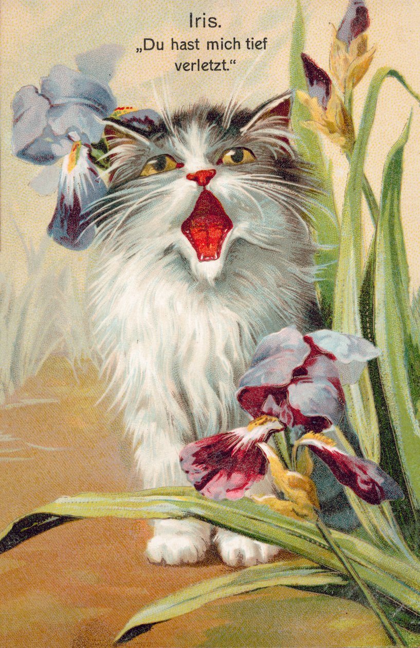 Cat postcard by European School