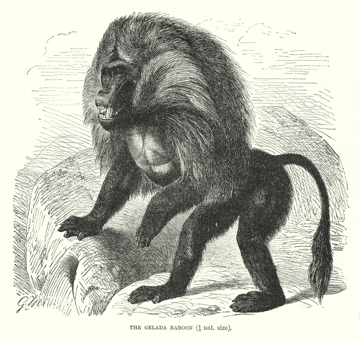 Gelada Baboon by European School