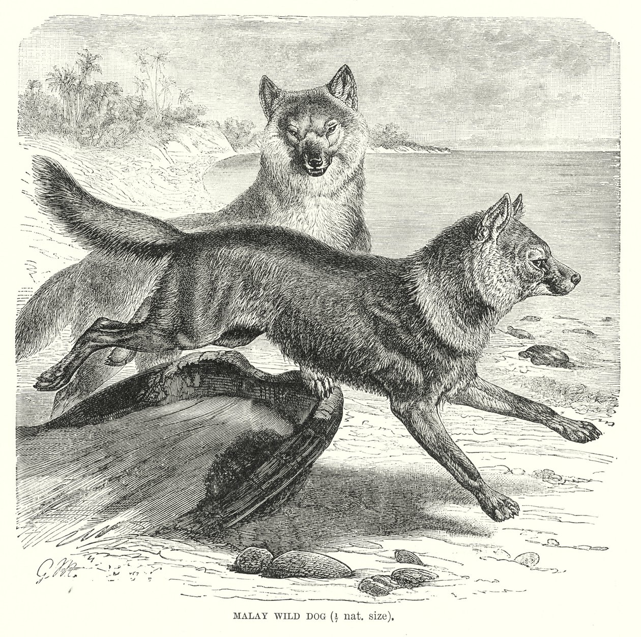 Malay Wild Dog by European School