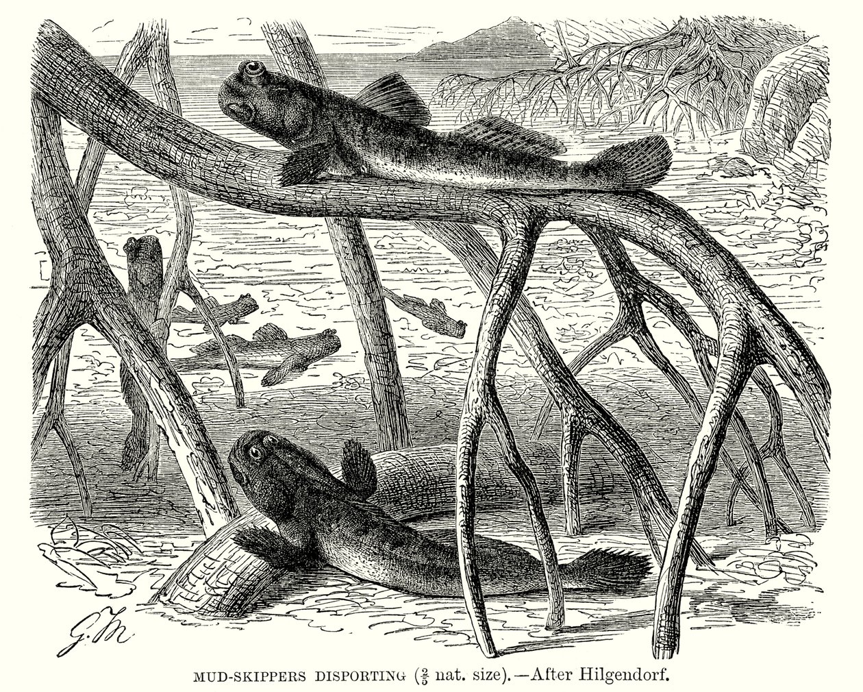 Mud Skippers Disporting by European School