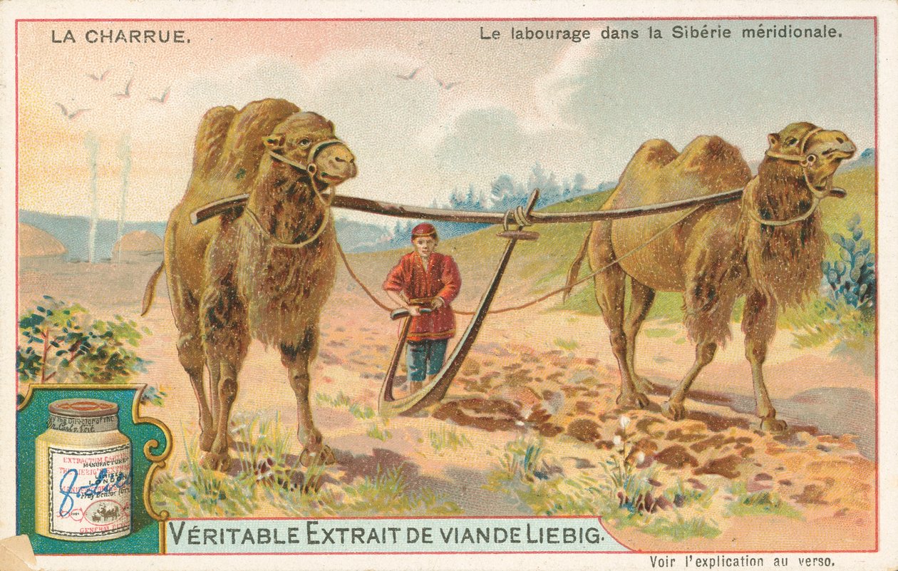 Ploughing with Camels, Siberia, Liebig Card, Early 20th Century by European School