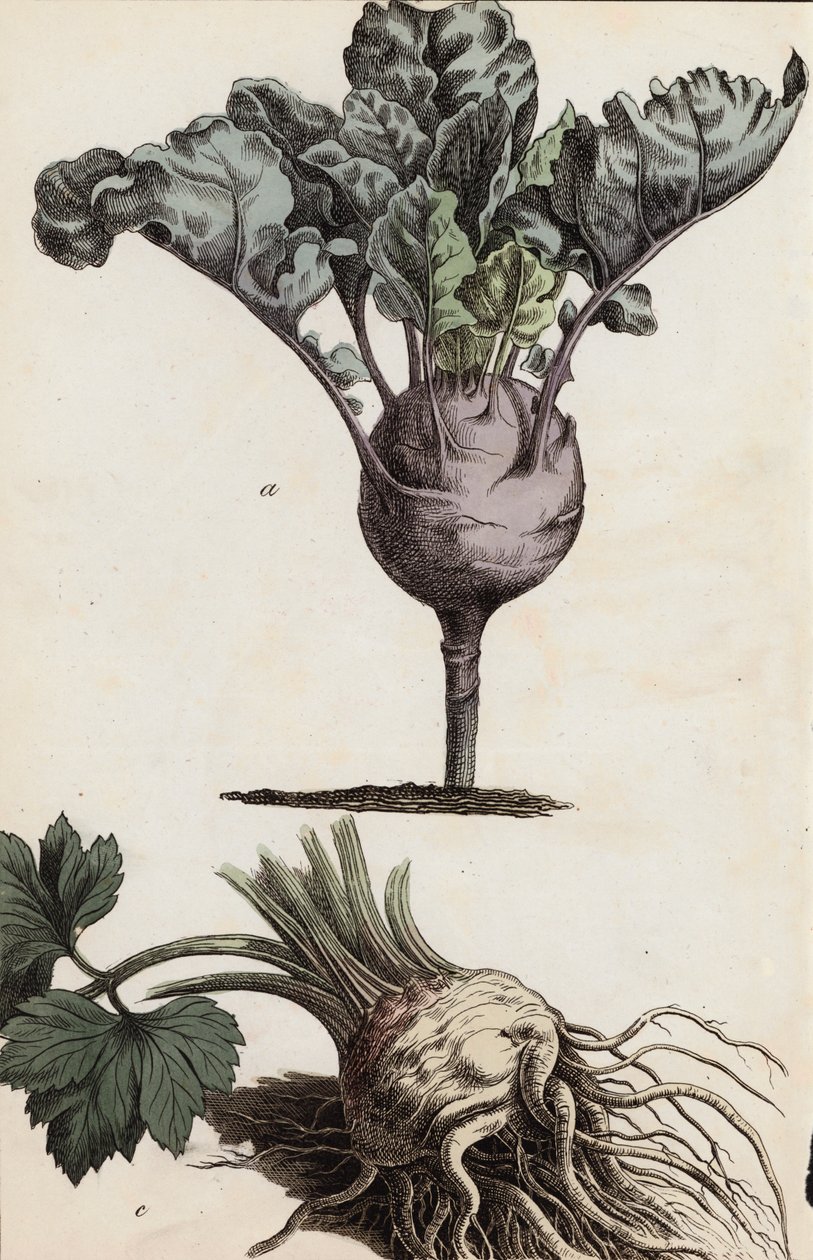 Root Vegetables by European School