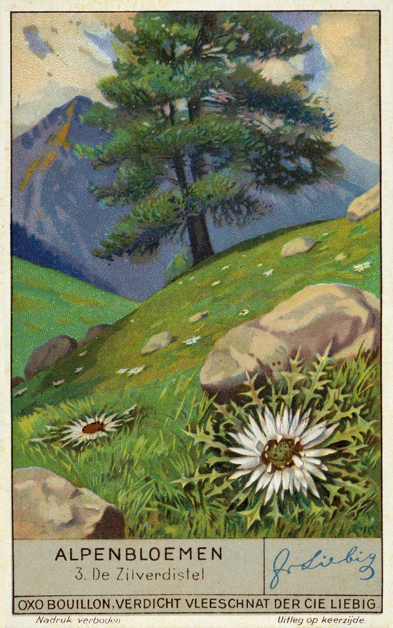 Silver Thistle by European School