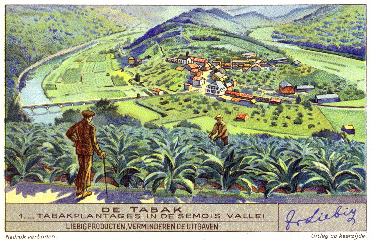 Tobacco Plantation in the Semois Valley, Belgium by European School