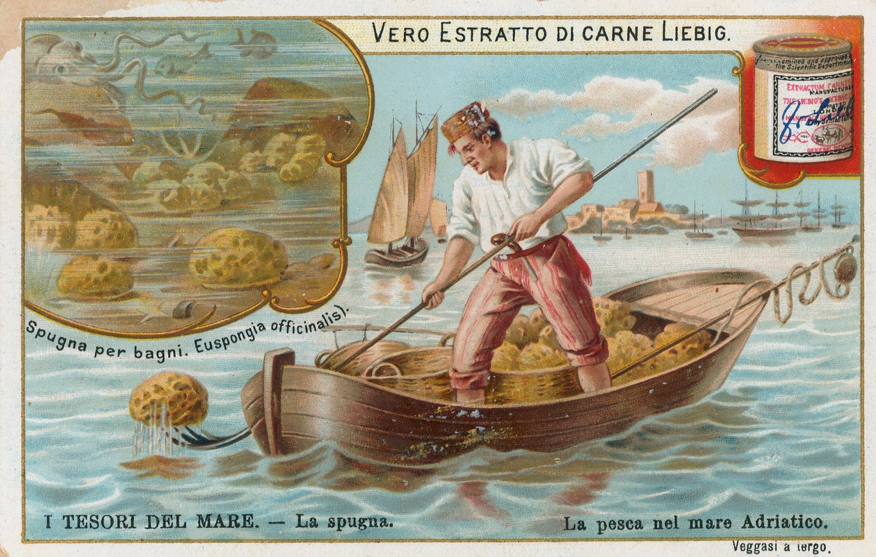 Treasures of the Sea by European School