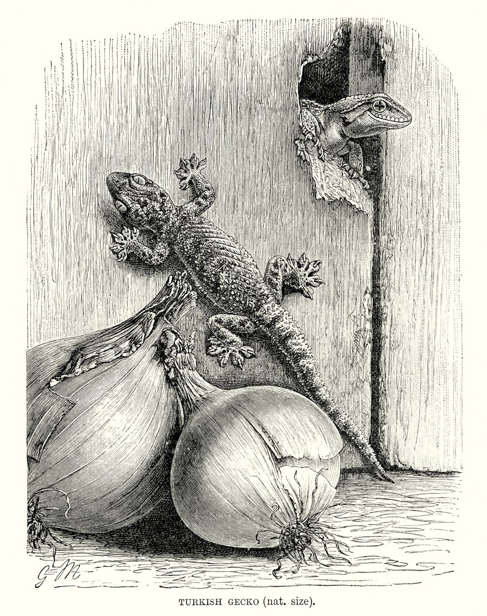 Turkish Gecko by European School