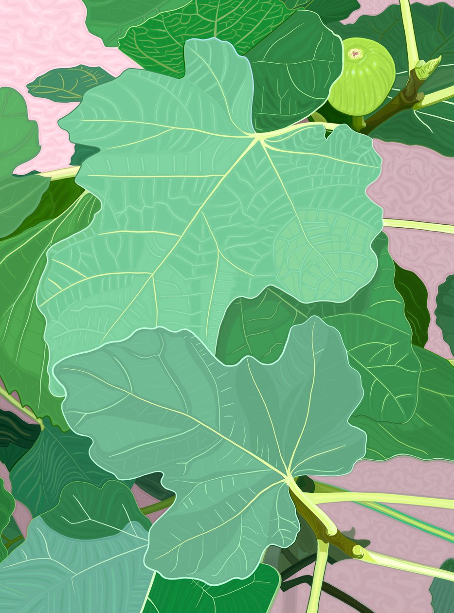 Fig Leaves and Fig by Evan Sklar