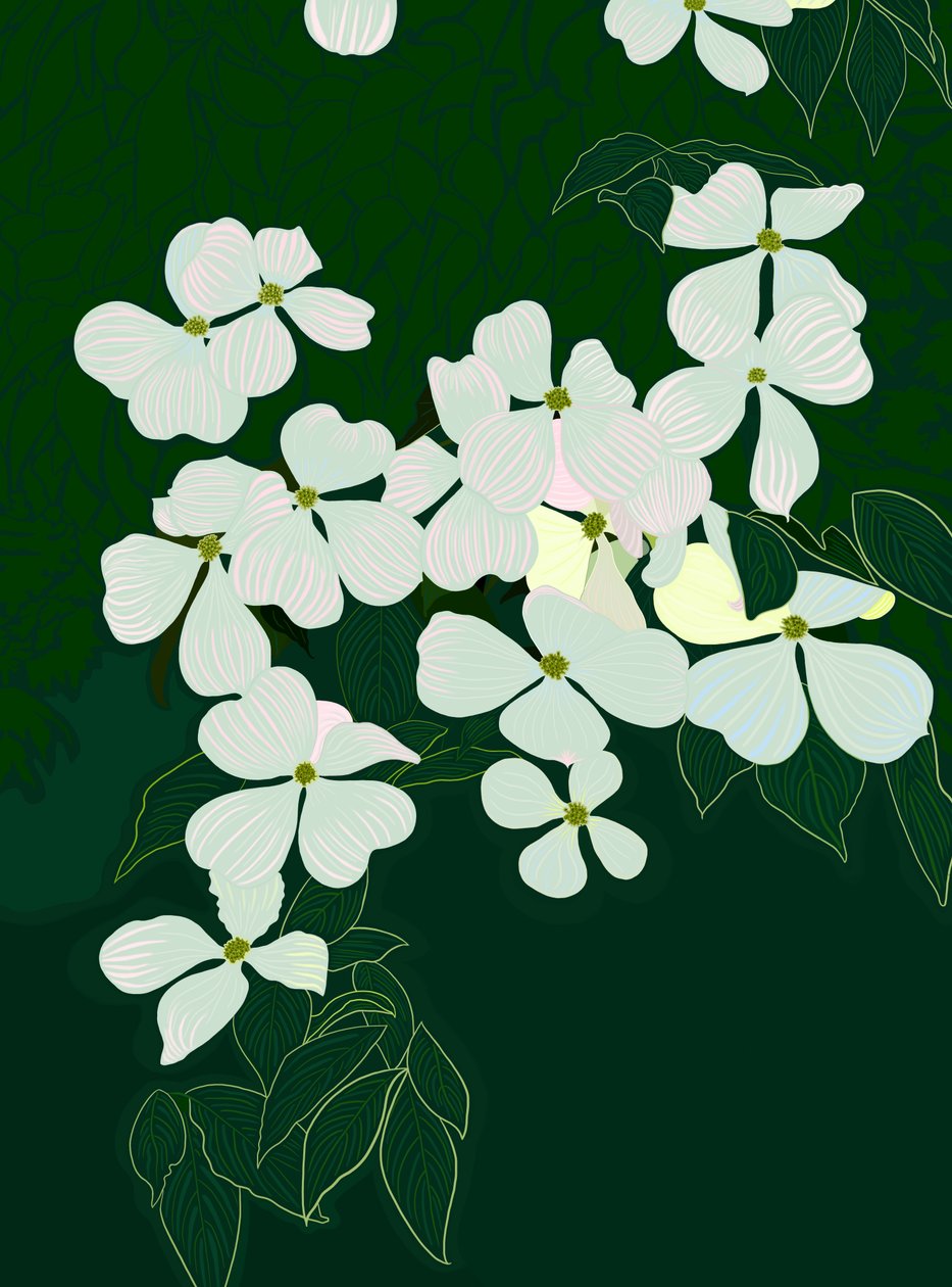 Flowering Dogwood, c.2020-24 by Evan Sklar