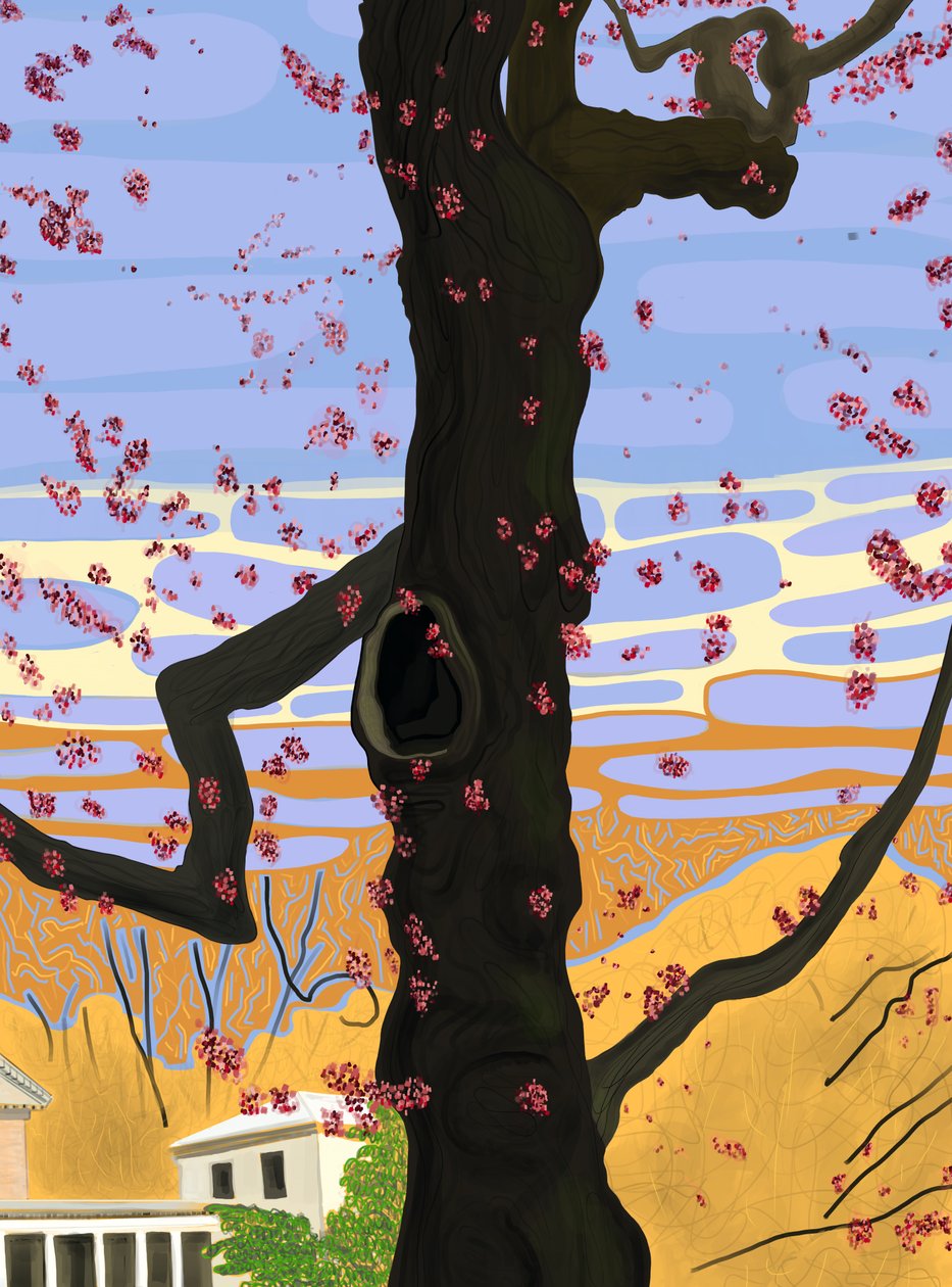 Flowering Maple Tree by Evan Sklar