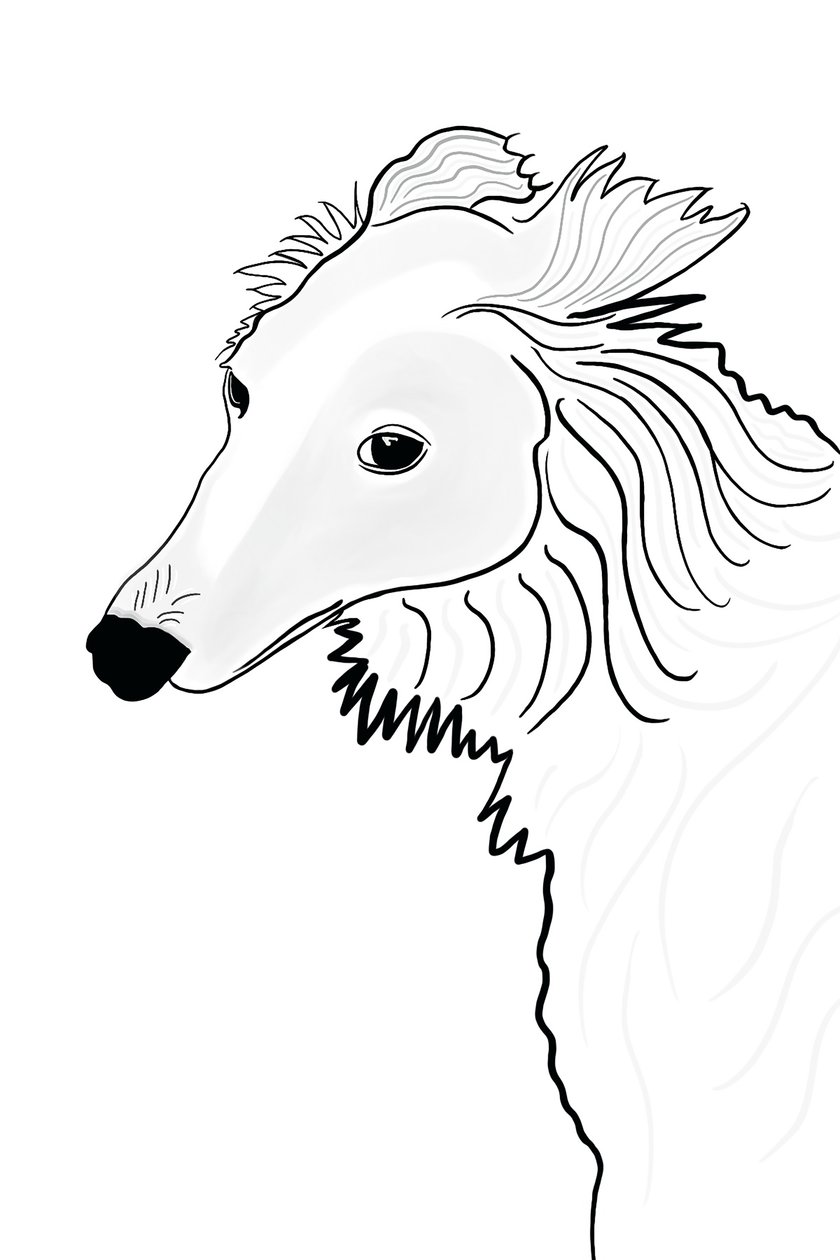 Line Drawing of Silken Windhound by Evan Sklar
