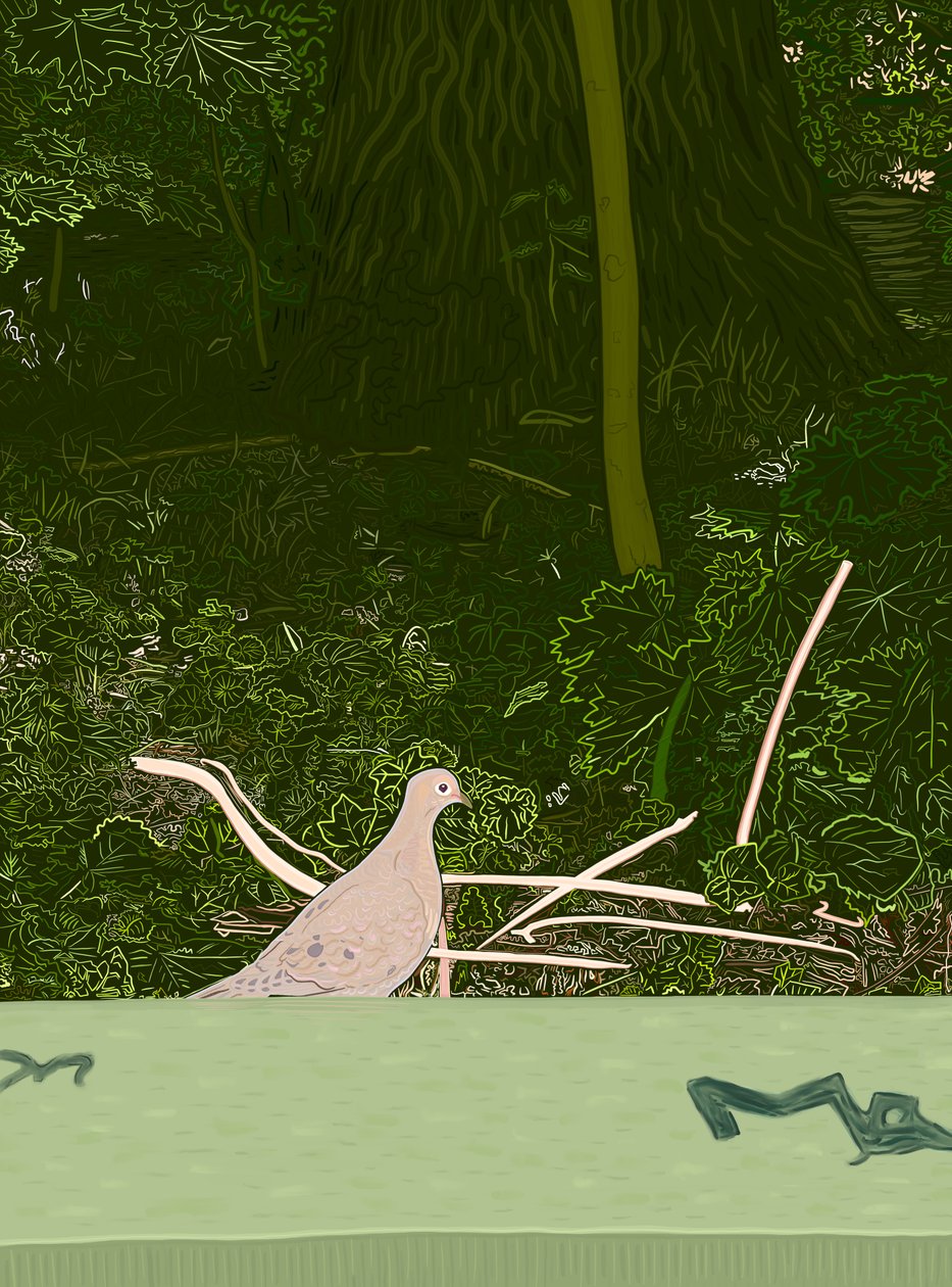 Mourning Dove On Wall of Prospect Park by Evan Sklar