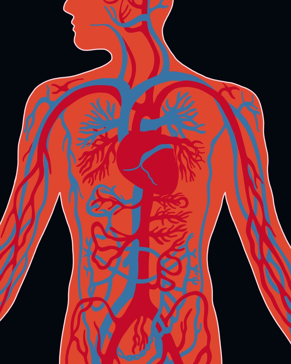 Network of Cardiovascular System by Evan Sklar