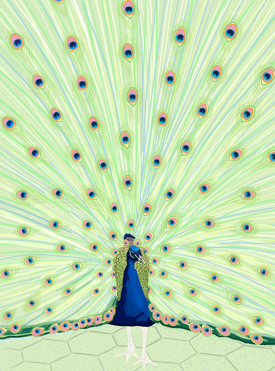 Peacock by Evan Sklar
