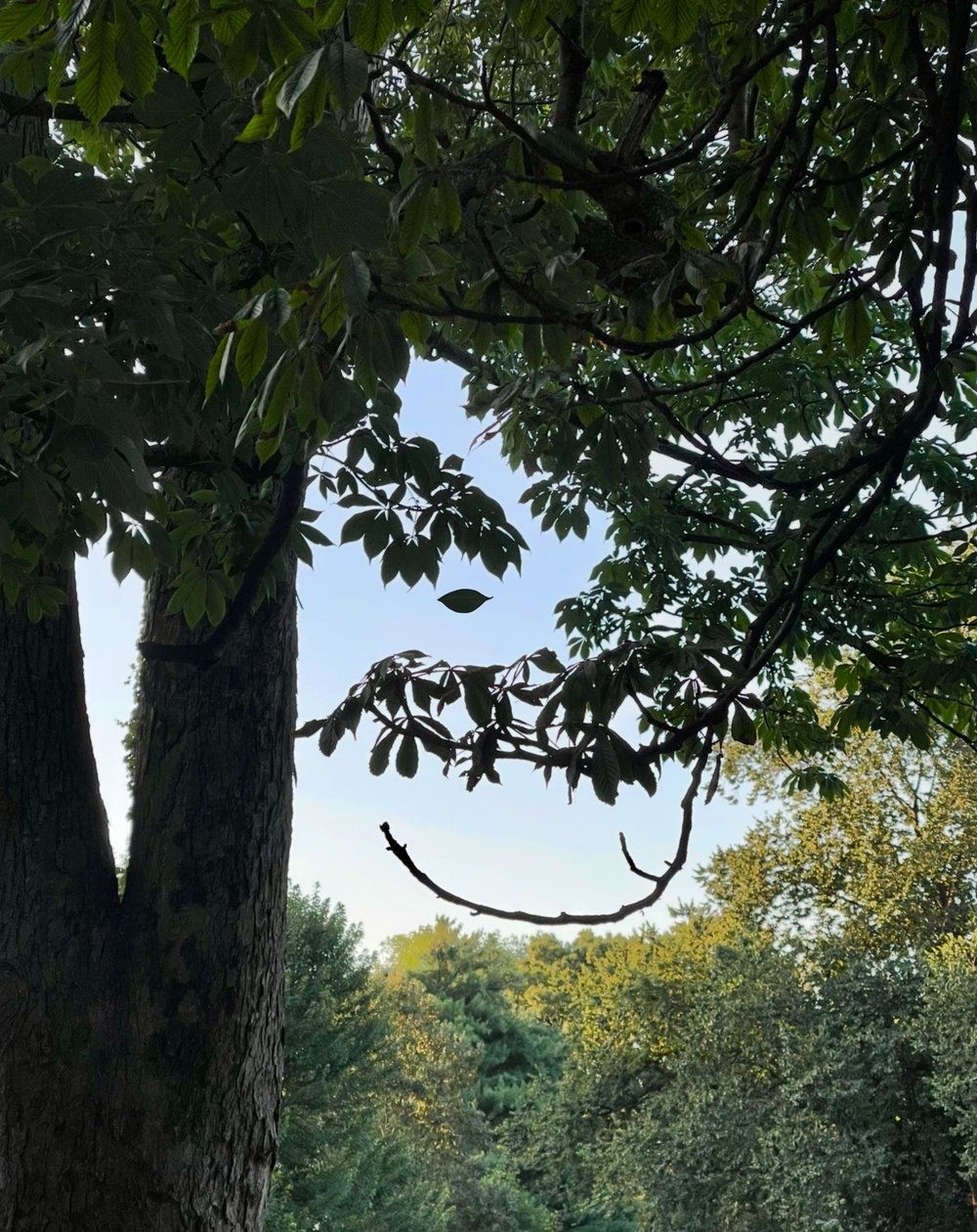 Tree With Smiling Eyes by Evan Sklar: Buy fine art print