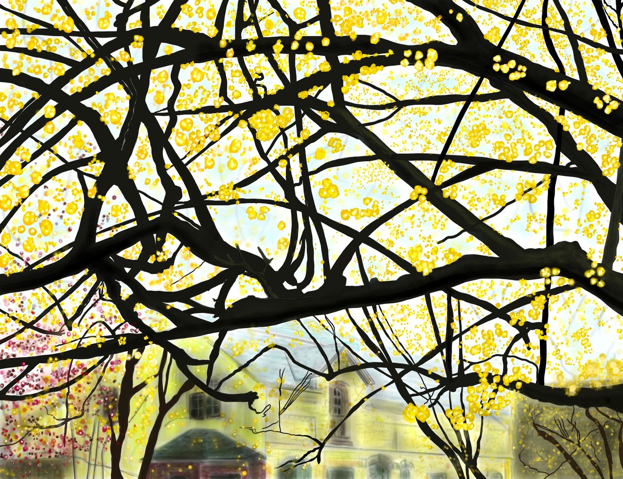 Yellow Blooming Tree, Brooklyn by Evan Sklar