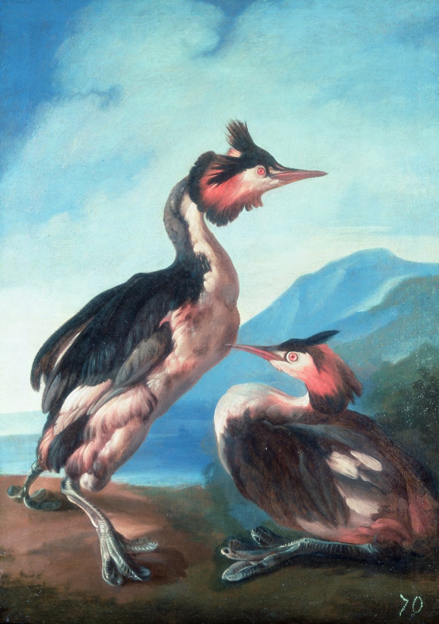 A Pair of Great Crested Grebes by a Riverbank by Faustino Durante