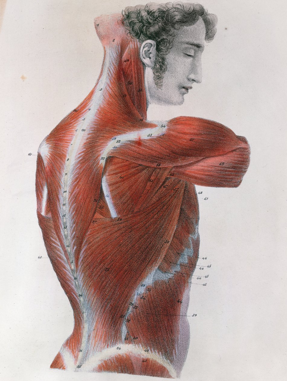 Flayed Torso, from 