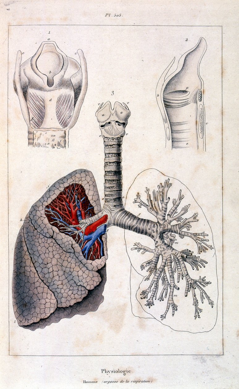 Anatomical illustration from Dictionnaire pittoresque d